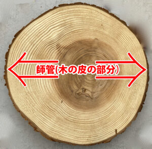 木の篩管